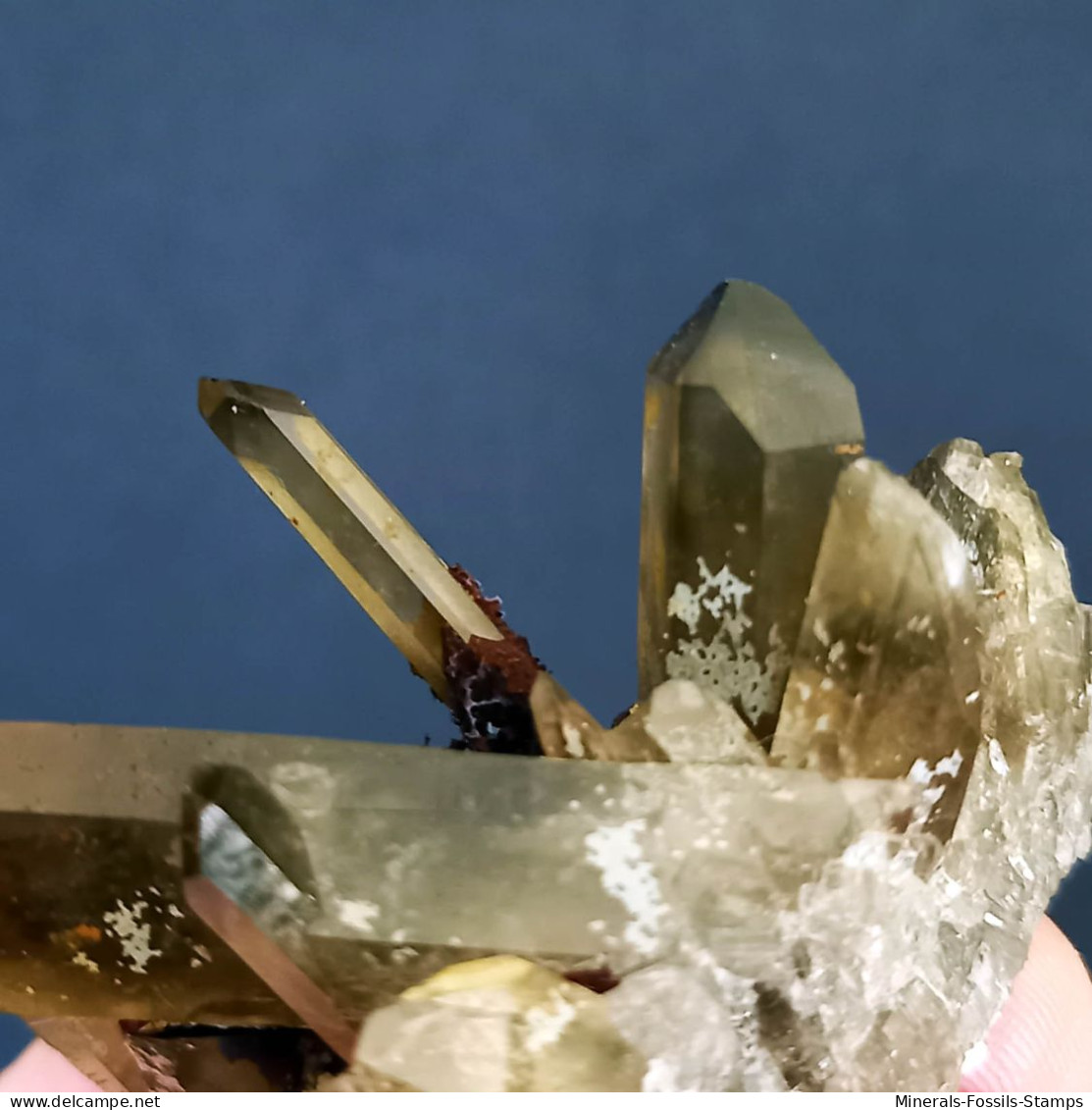 #16 - SPLENDIDO QUARZO MORIONE cristalli (Kara-Oba W deposit, Moiynkum, Jambyl Region, Kazakhstan)