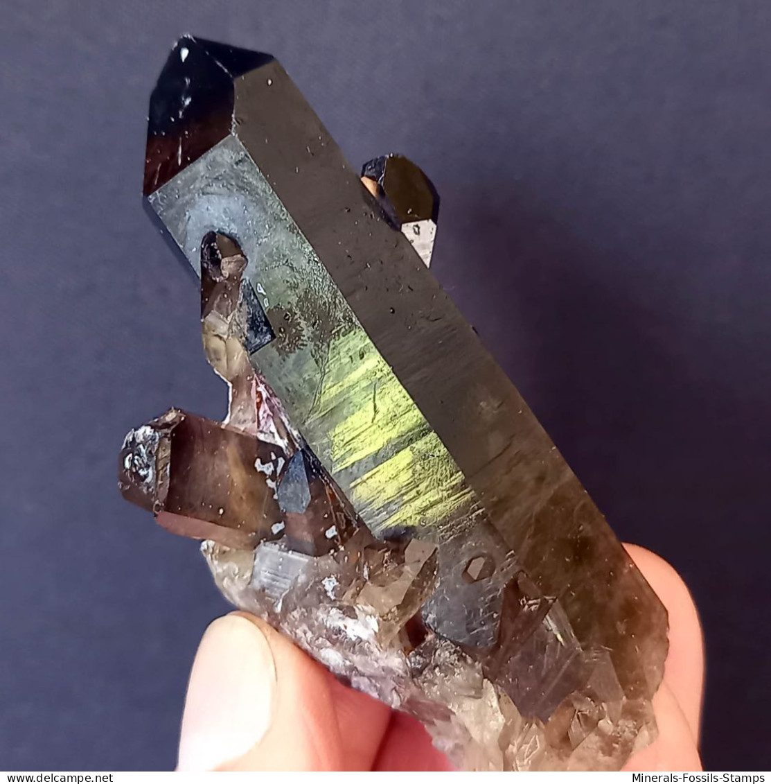 #17 - SPLENDIDO QUARZO MORIONE Cristalli (Kara-Oba W Deposit, Moiynkum, Jambyl Region, Kazakhstan) - Minerales