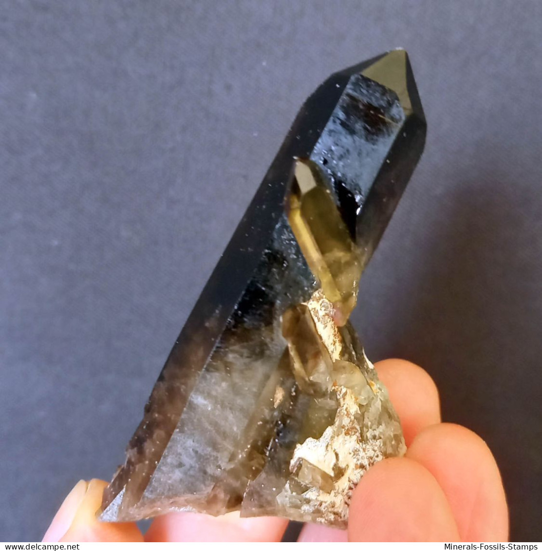 #17 - SPLENDIDO QUARZO MORIONE Cristalli (Kara-Oba W Deposit, Moiynkum, Jambyl Region, Kazakhstan) - Minerals