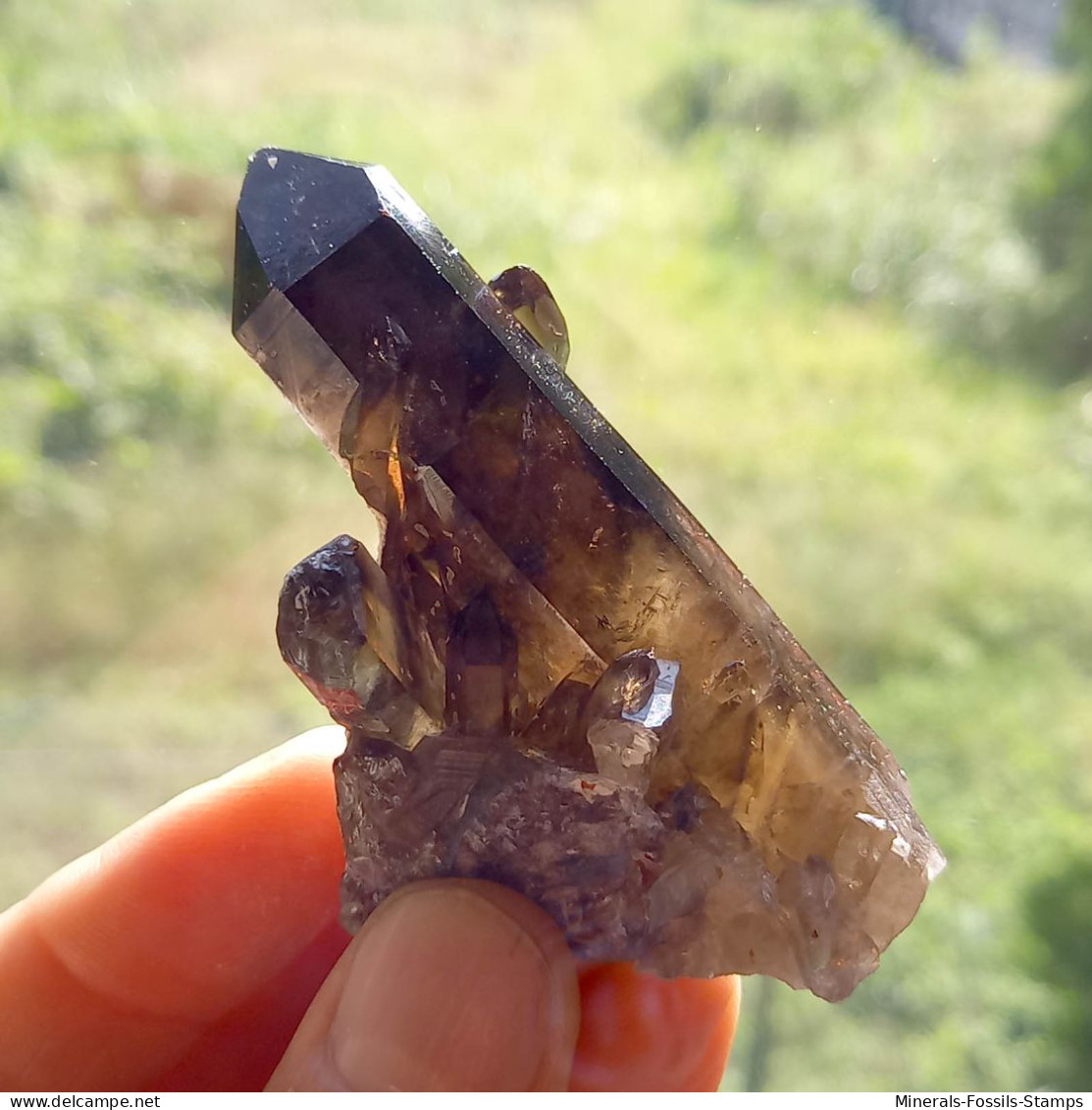#17 - SPLENDIDO QUARZO MORIONE cristalli (Kara-Oba W deposit, Moiynkum, Jambyl Region, Kazakhstan)