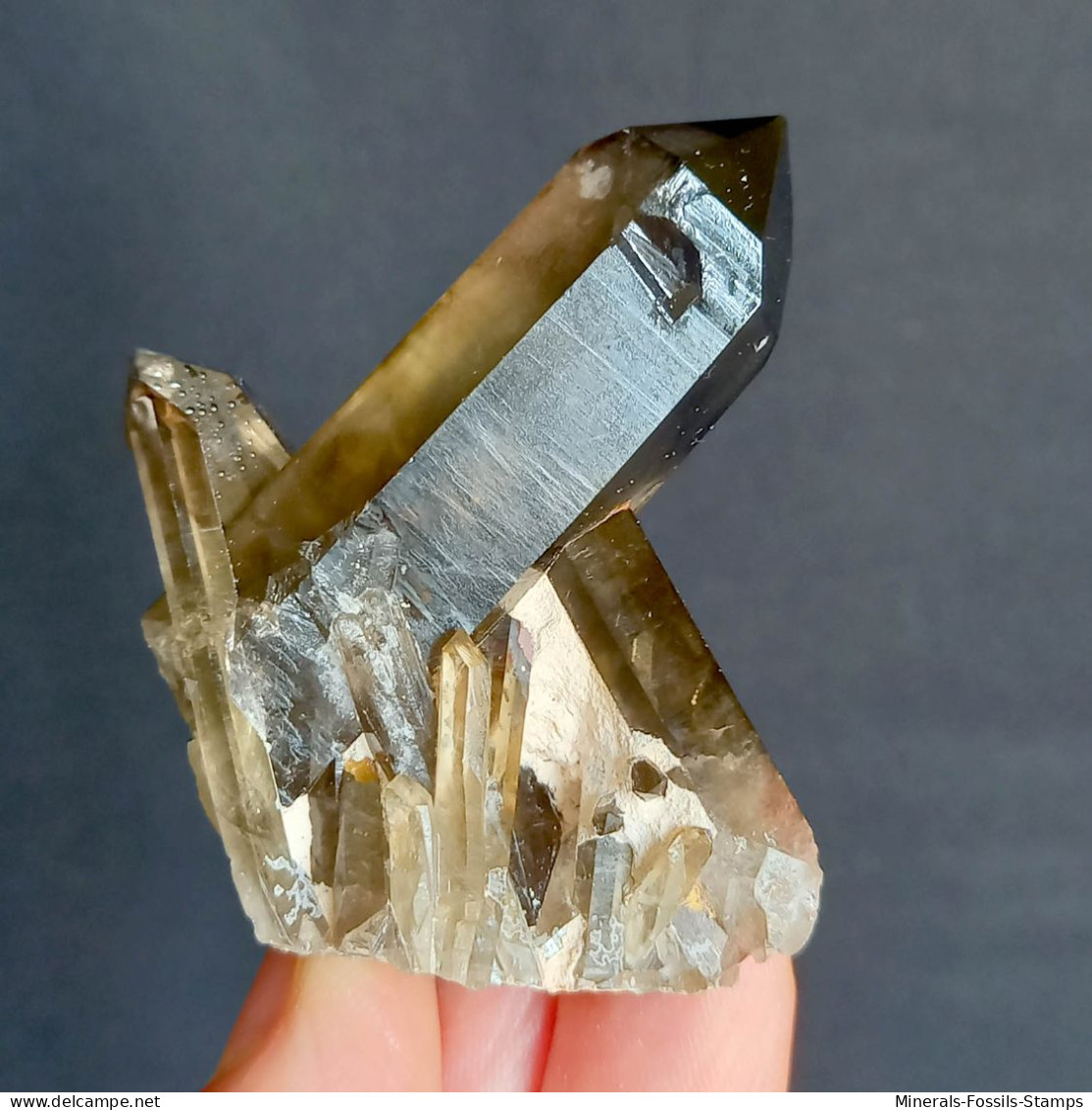 #21 - SPLENDIDO QUARZO MORIONE Cristalli (Kara-Oba W Deposit, Moiynkum, Jambyl Region, Kazakhstan) - Minéraux