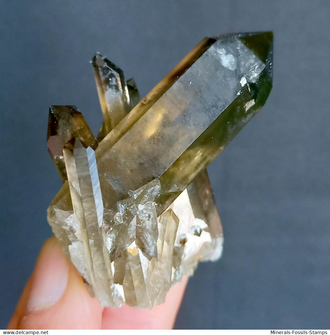 #21 - SPLENDIDO QUARZO MORIONE Cristalli (Kara-Oba W Deposit, Moiynkum, Jambyl Region, Kazakhstan) - Mineralien