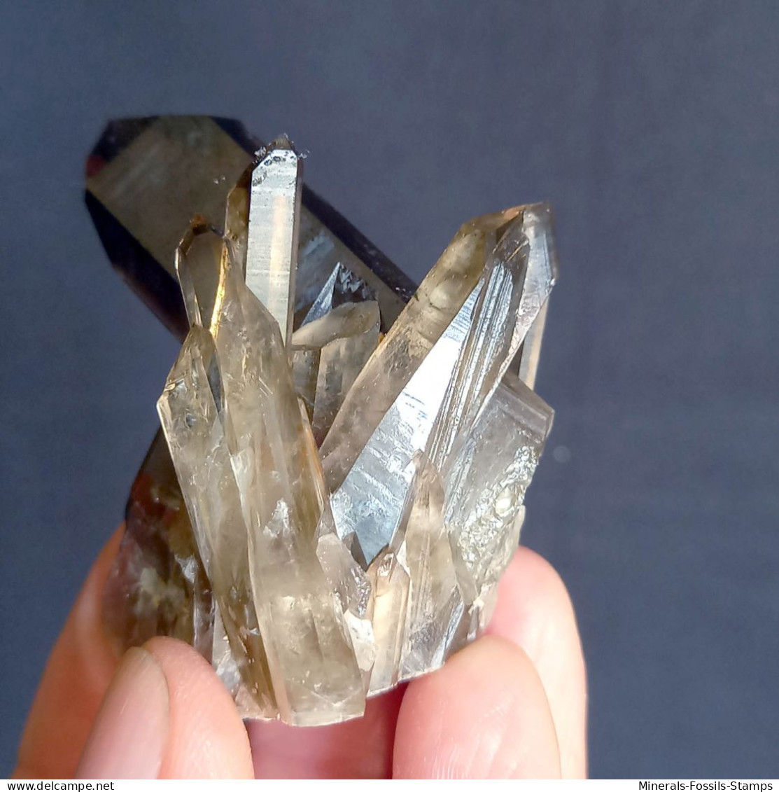 #21 - SPLENDIDO QUARZO MORIONE Cristalli (Kara-Oba W Deposit, Moiynkum, Jambyl Region, Kazakhstan) - Mineralien