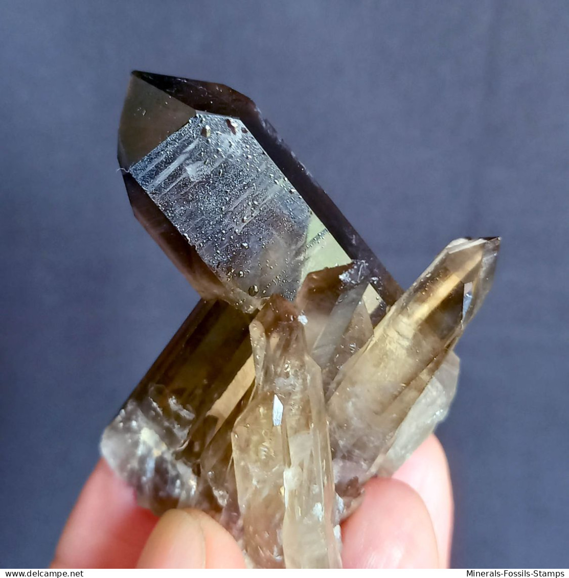 #21 - SPLENDIDO QUARZO MORIONE Cristalli (Kara-Oba W Deposit, Moiynkum, Jambyl Region, Kazakhstan) - Minerals