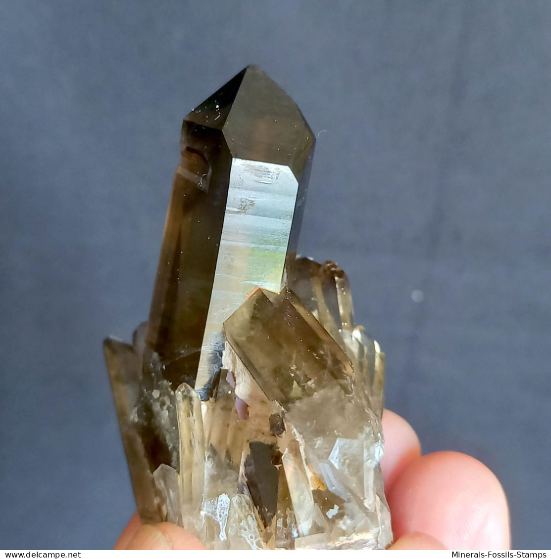 #21 - SPLENDIDO QUARZO MORIONE cristalli (Kara-Oba W deposit, Moiynkum, Jambyl Region, Kazakhstan)