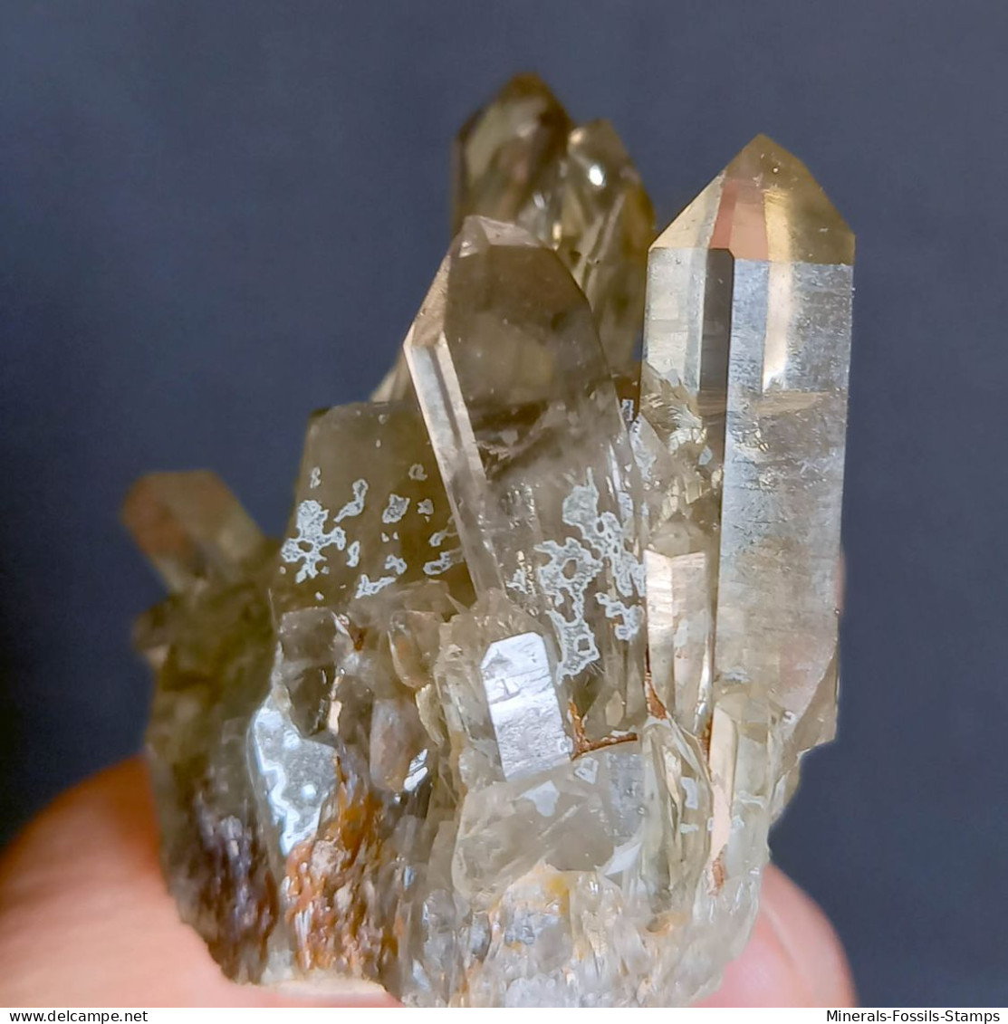 #22 - SPLENDIDO QUARZO MORIONE Cristalli (Kara-Oba W Deposit, Moiynkum, Jambyl Region, Kazakhstan) - Minerali