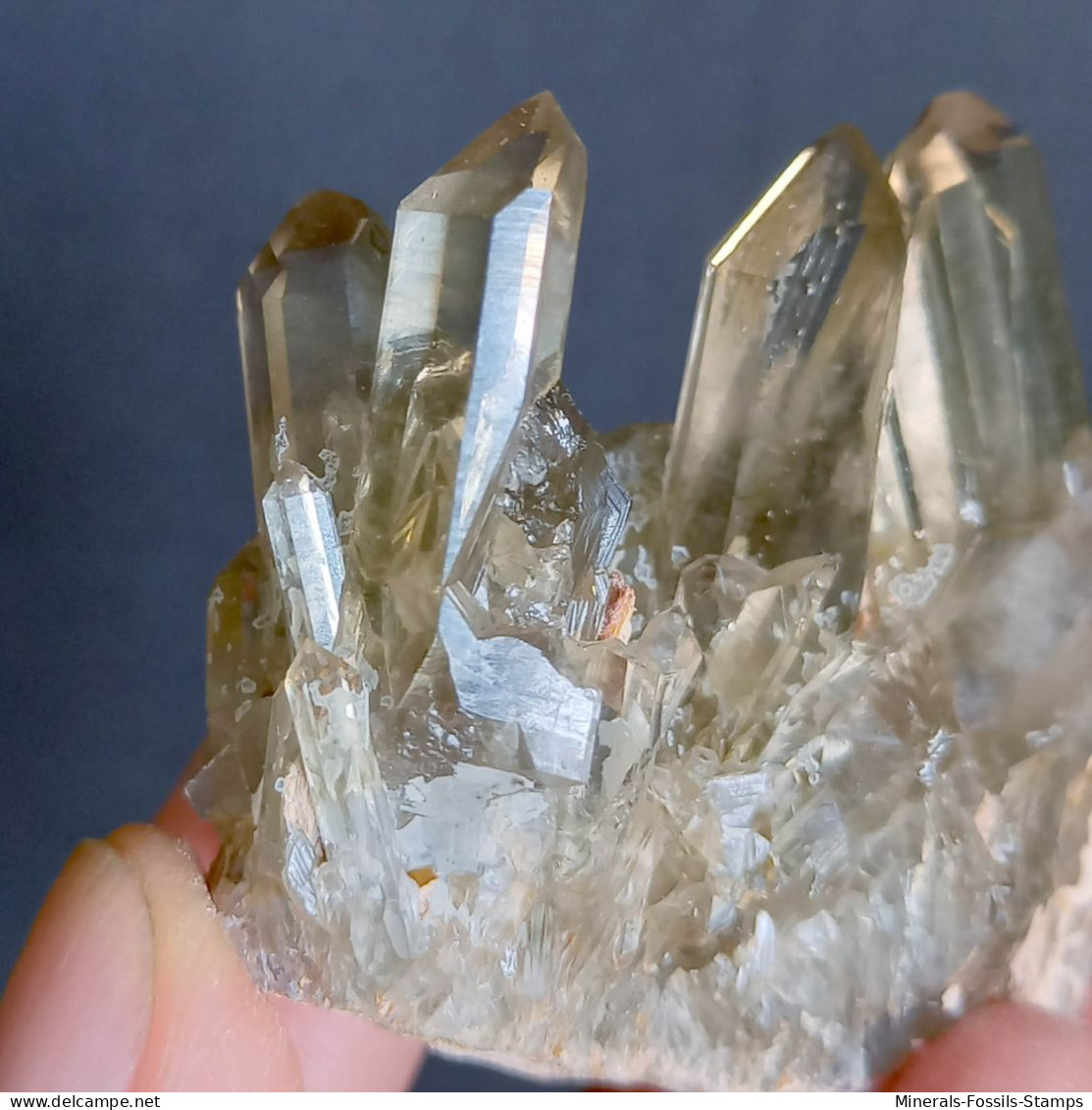 #22 - SPLENDIDO QUARZO MORIONE cristalli (Kara-Oba W deposit, Moiynkum, Jambyl Region, Kazakhstan)
