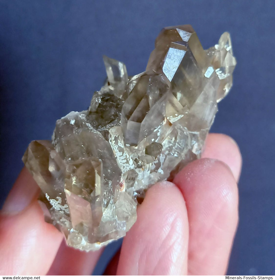 #22 - SPLENDIDO QUARZO MORIONE cristalli (Kara-Oba W deposit, Moiynkum, Jambyl Region, Kazakhstan)