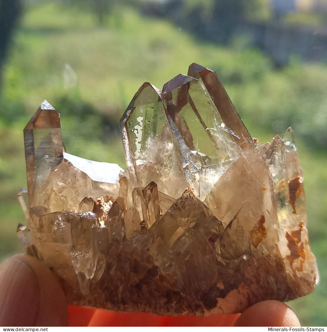 #22 - SPLENDIDO QUARZO MORIONE cristalli (Kara-Oba W deposit, Moiynkum, Jambyl Region, Kazakhstan)