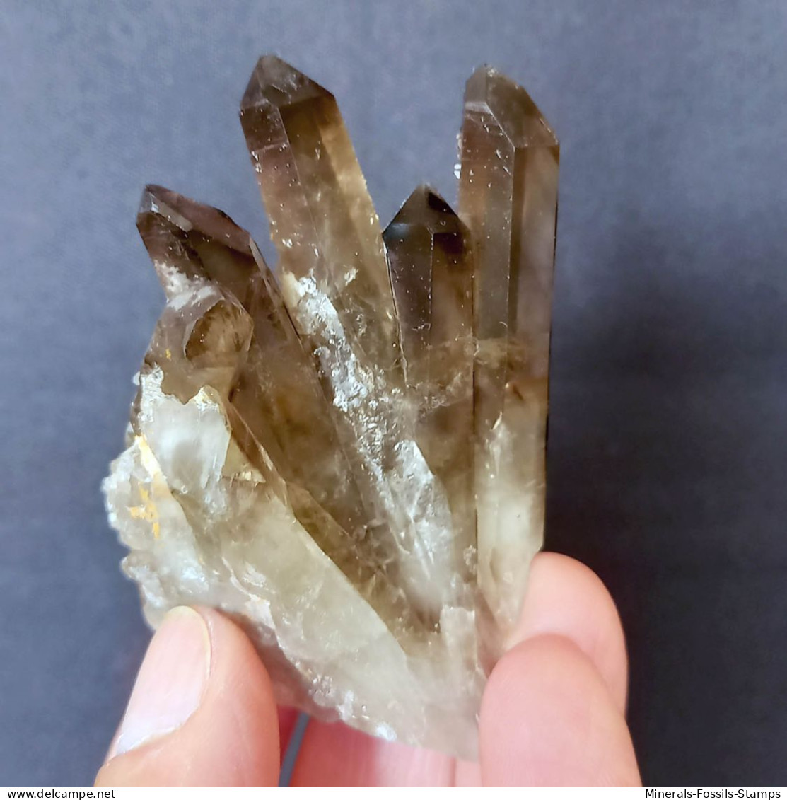 #26 - SPLENDIDO QUARZO MORIONE Cristalli (Kara-Oba W Deposit, Moiynkum, Jambyl Region, Kazakhstan) - Mineralien