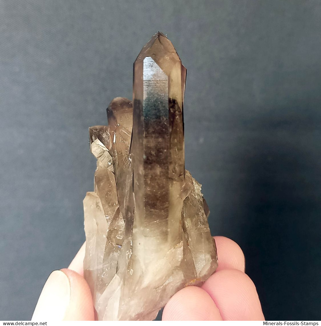 #26 - SPLENDIDO QUARZO MORIONE Cristalli (Kara-Oba W Deposit, Moiynkum, Jambyl Region, Kazakhstan) - Minéraux