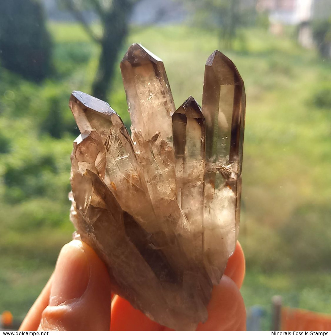 #26 - SPLENDIDO QUARZO MORIONE cristalli (Kara-Oba W deposit, Moiynkum, Jambyl Region, Kazakhstan)