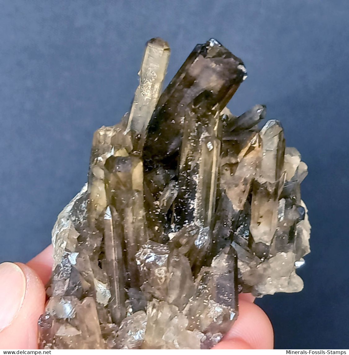 #29 - Beaux cristaux de QUARTZ MORIONE (Kara-Oba W deposit, Moiynkum, Jambyl Region, Kazakhstan)