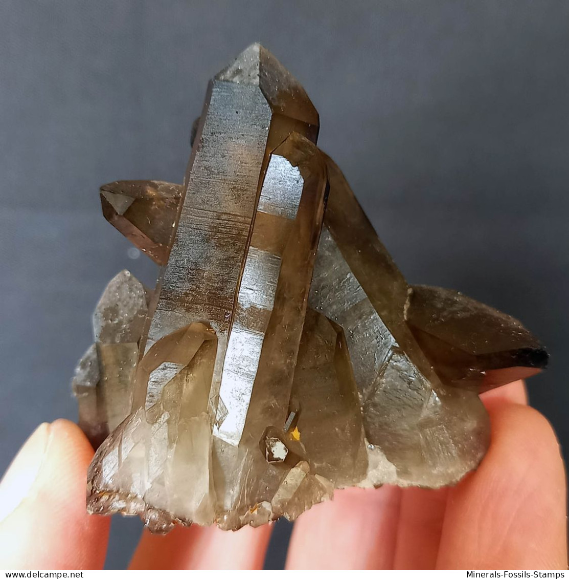 #30 - Beaux Cristaux De QUARTZ MORIONE (Kara-Oba W Deposit, Moiynkum, Jambyl Region, Kazakhstan) - Minerals