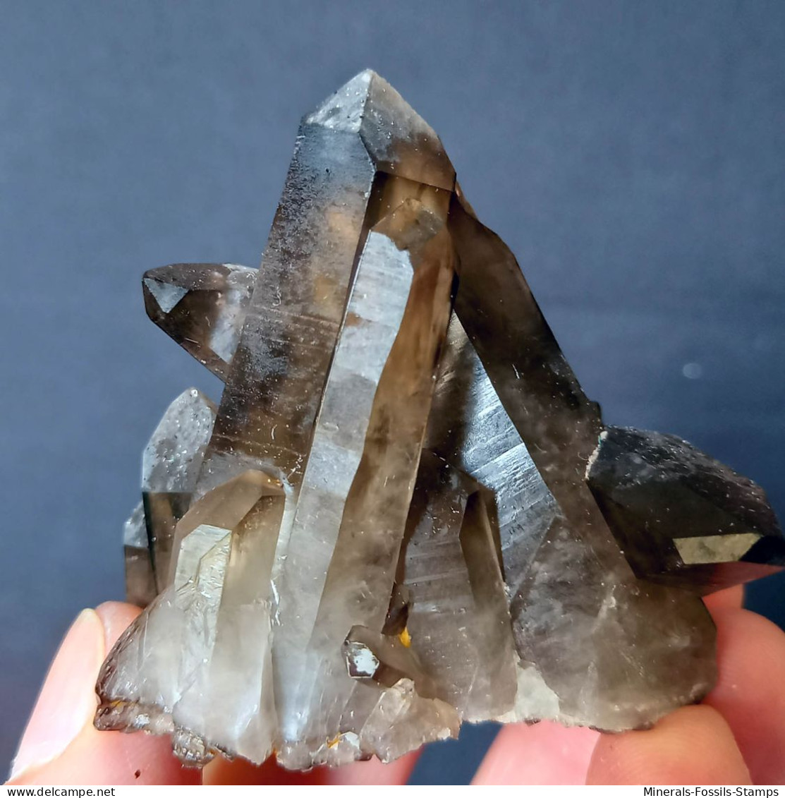 #30 - Beaux cristaux de QUARTZ MORIONE (Kara-Oba W deposit, Moiynkum, Jambyl Region, Kazakhstan)