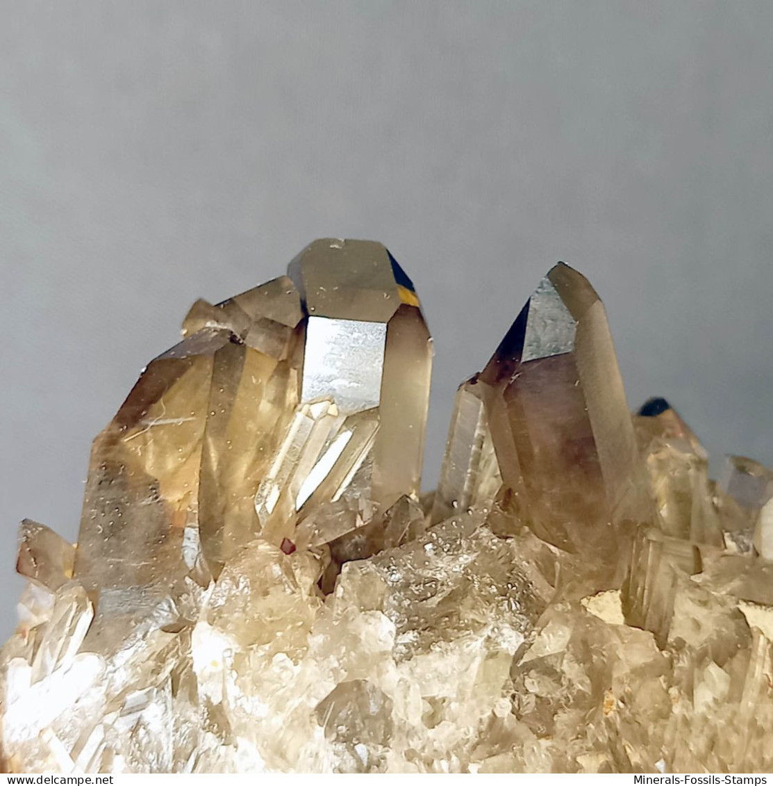 #31 - Beaux cristaux de QUARTZ MORIONE (Kara-Oba W deposit, Moiynkum, Jambyl Region, Kazakhstan)