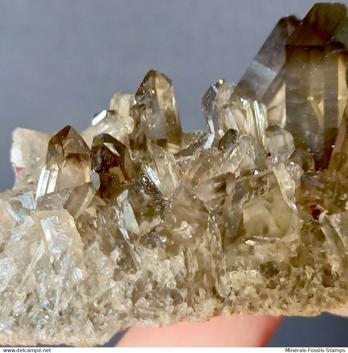 #31 - Beaux cristaux de QUARTZ MORIONE (Kara-Oba W deposit, Moiynkum, Jambyl Region, Kazakhstan)
