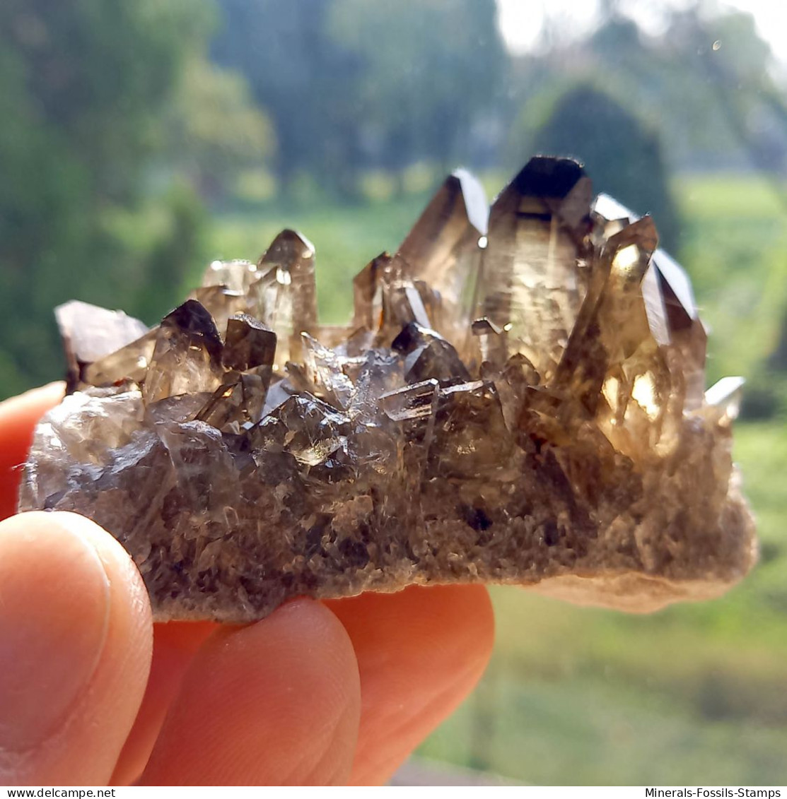 #31 - Beaux cristaux de QUARTZ MORIONE (Kara-Oba W deposit, Moiynkum, Jambyl Region, Kazakhstan)