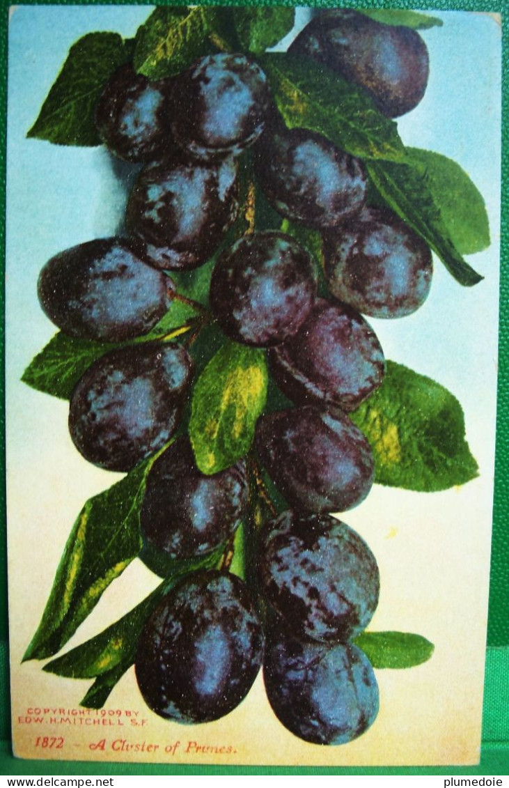 Cpa FRUITS PRUNES Sur Branche , PRUNIER , PRUNE  A CLUSTER OF PLUMS Old Postcard - Medicinal Plants