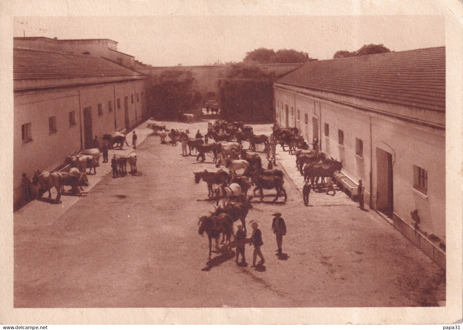 Domaine De La Trappe De Staouëli,près Alger - Lucien Borgeau Propriétaire - Les écuries Principales - Chevaux