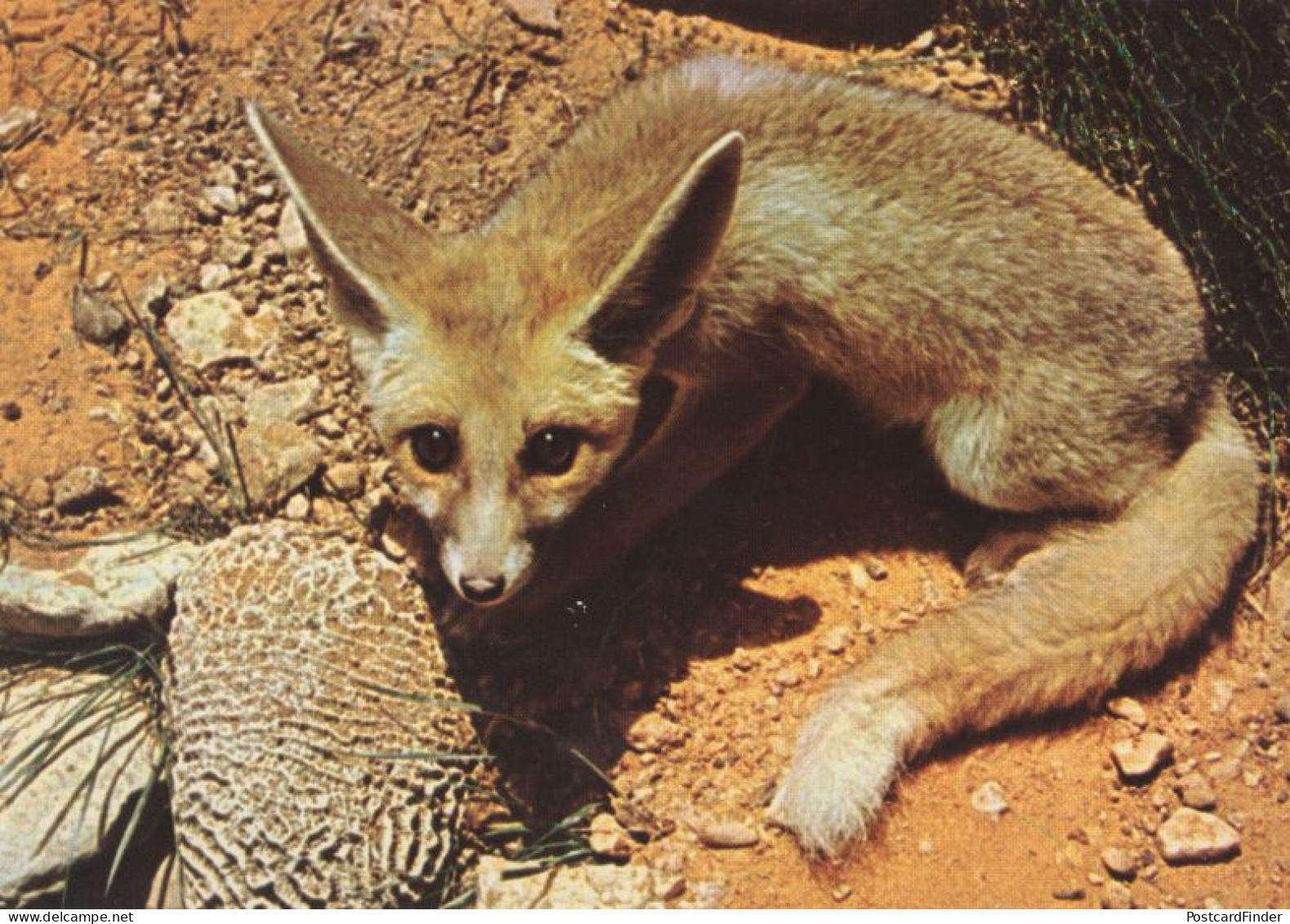 Ruppells Sand Fox Saudi Arabia Riyadh Arabic Postcard - Arabie Saoudite