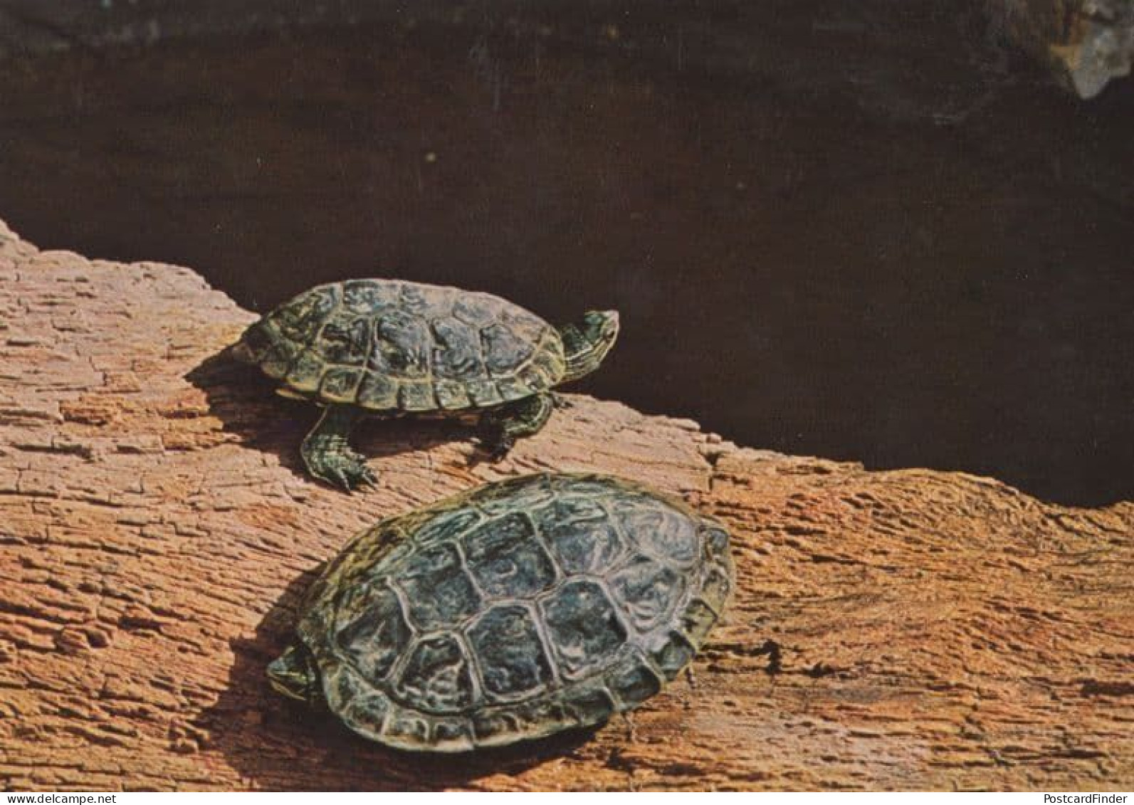 Caspian Pond Turtle Balkan Geoemydidae Saudi Arabia Rare Arabic Postcard - Saudi-Arabien