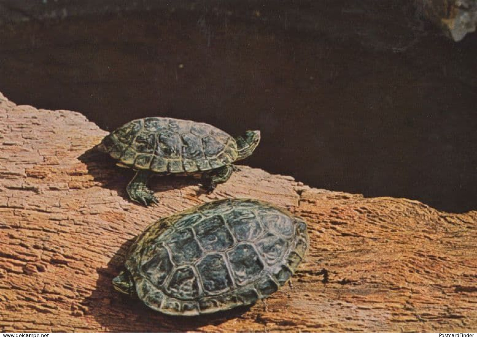 Caspian Pond Turtle Balkan Geoemydidae Saudi Arabia Rare Arabic Postcard - Arabie Saoudite
