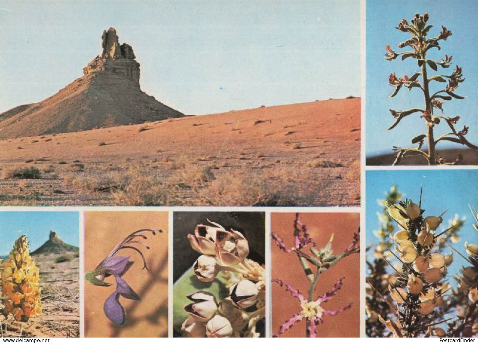 Cleome Arabica Cistanche Phelypaes Desert Flowers Of Saudi Arabia Postcard - Arabie Saoudite