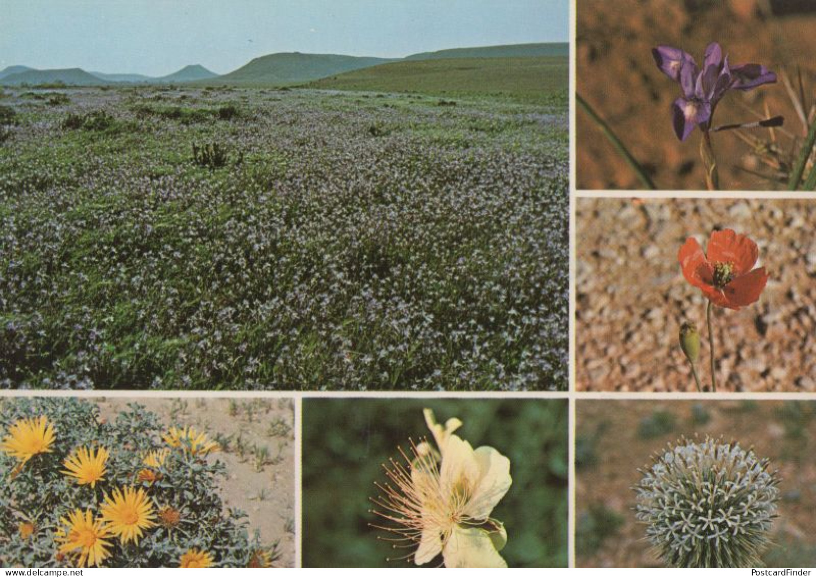 Saudi Arabia Thistle Papaver Dubium Desert Flowers Iris Capparis Spinose Postcard - Arabie Saoudite