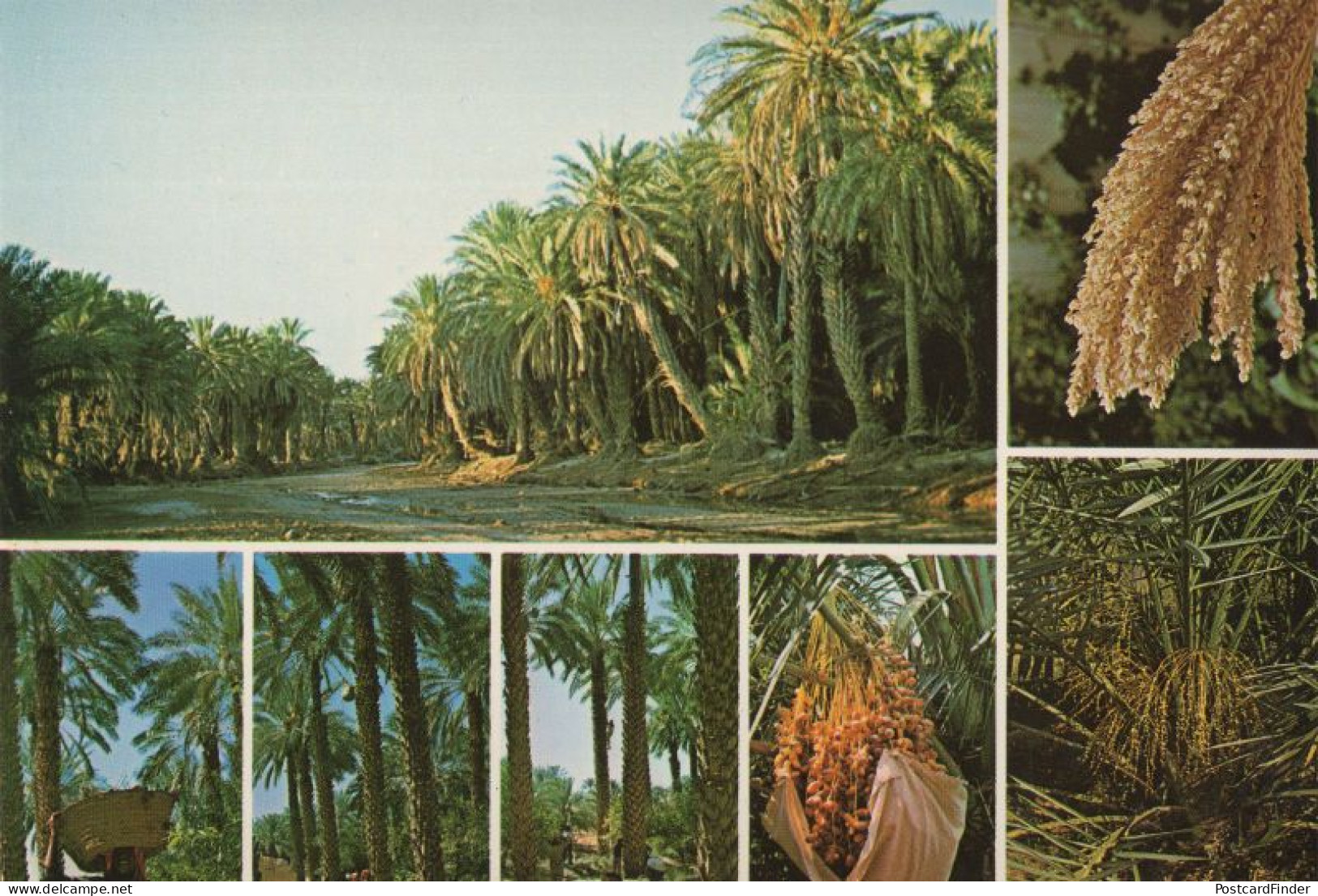 Riyadh Date Fruit Groves Saudi Arabia Rare Arabic Postcard - Arabie Saoudite