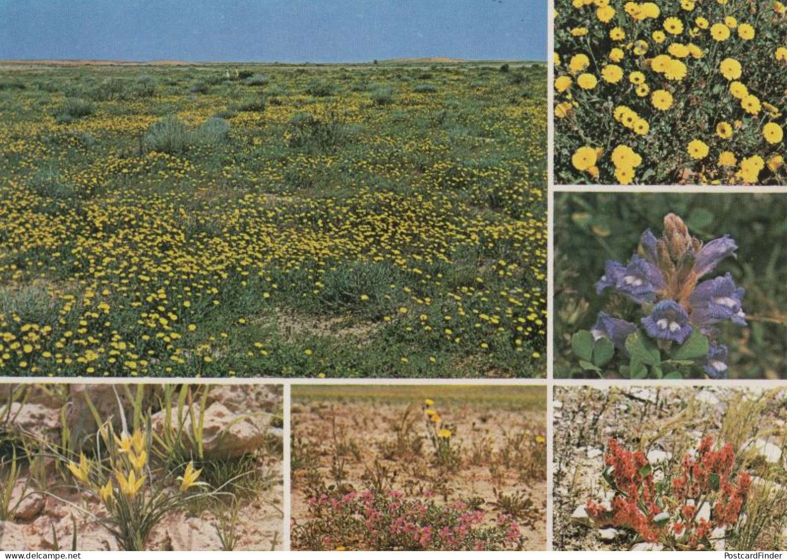 Desert Flowers Of Saudi Arabia Rumex Vesicarius Pipris Babylonica Postcard - Arabie Saoudite