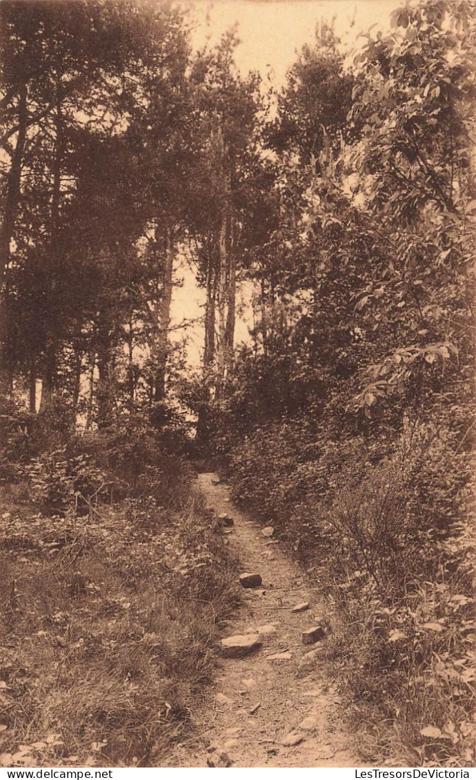 BELGIQUE - Erezée - Sous-Bois - Carte Postale - Erezee