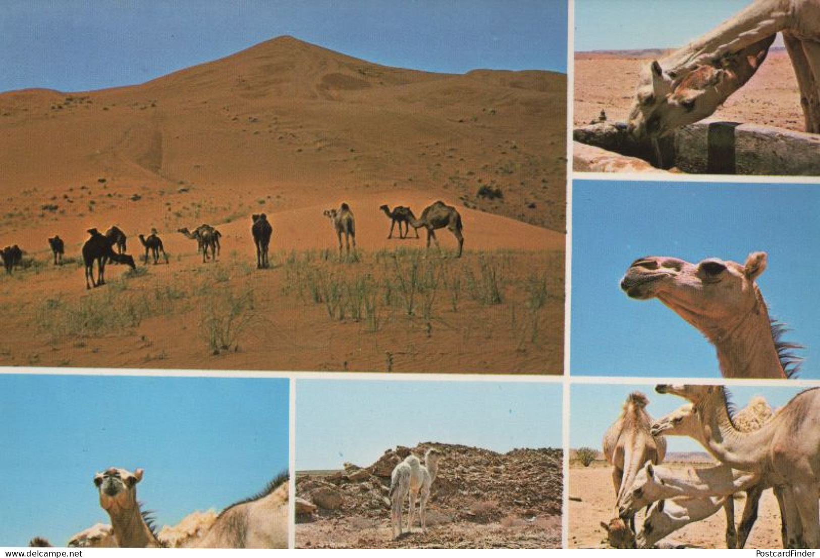 Riyadh Camels Saudi Arabia Rare Arabic Postcard - Arabie Saoudite