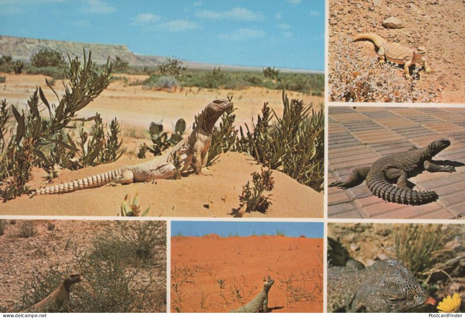 Spiny Tailed Lizard Saudi Arabia Large Reptile Arabic Postcard - Arabie Saoudite