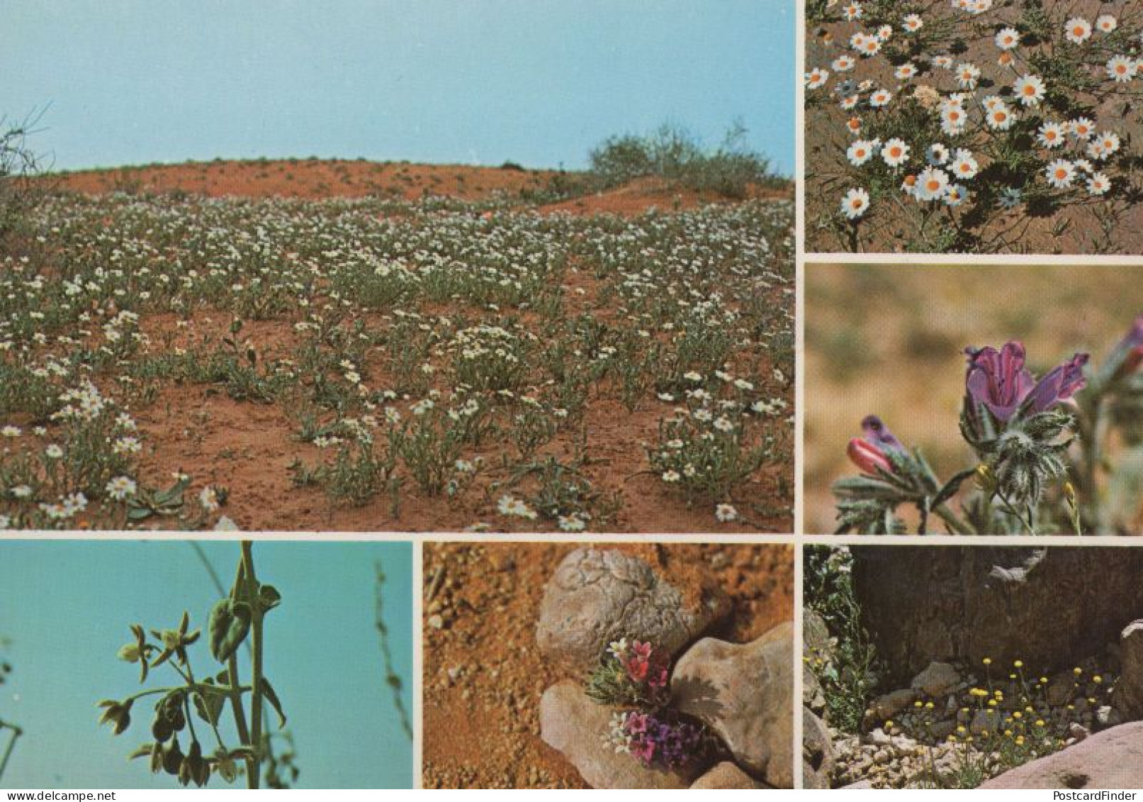 Desert Flowers Of Saudi Arabia Anthemis Echium Horridum Postcard - Arabia Saudita