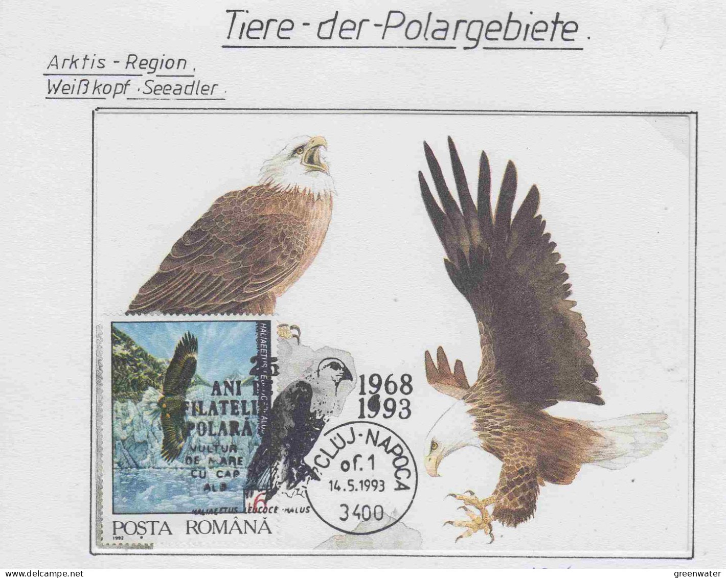 Romania 1993 Weisskopf - Seeadler 1v Maxicard (PD150) - Fauna ártica