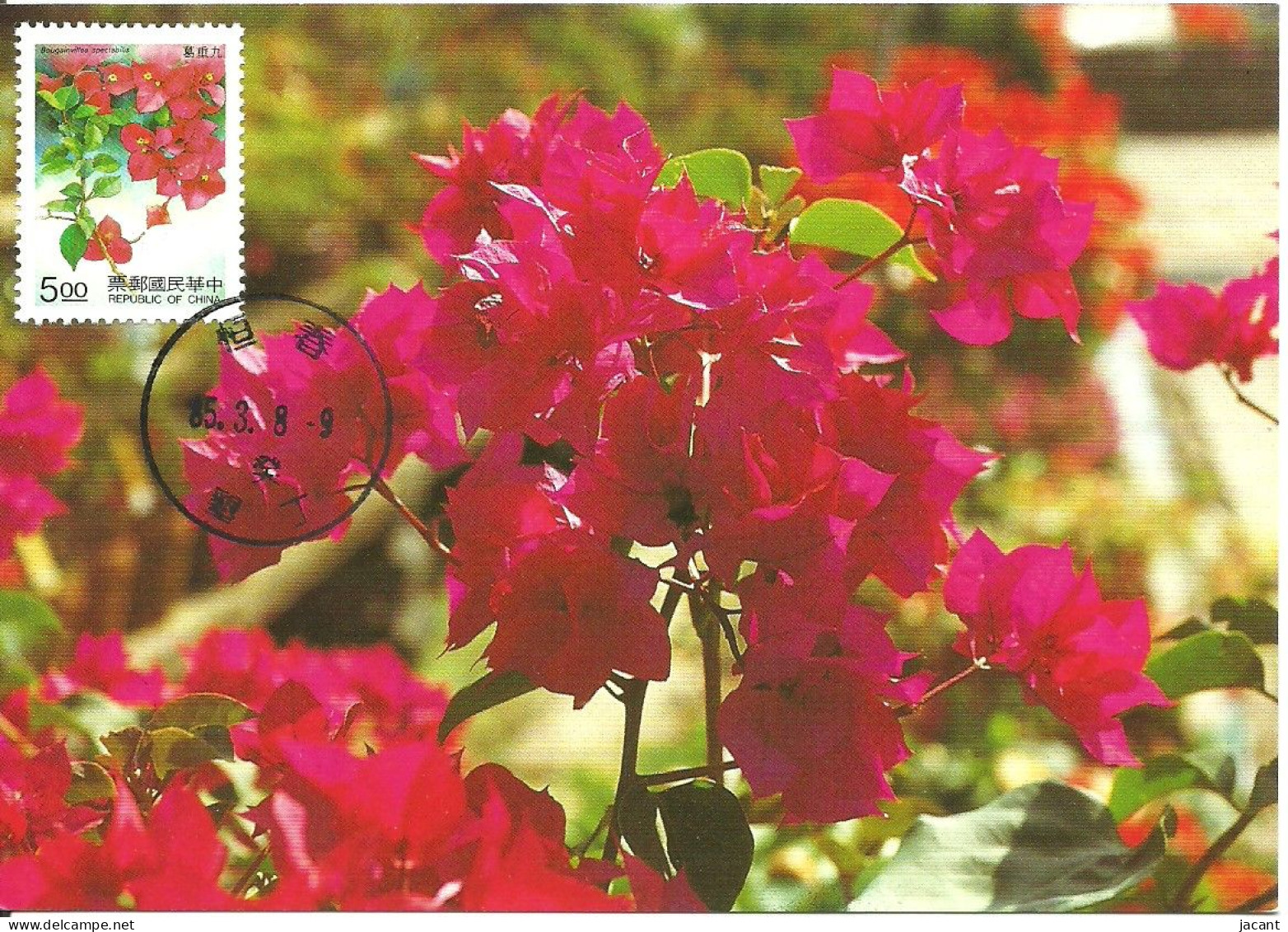 Carte Maximum - Taiwan - Formose - Flores Fleurs - Bougainvillea - Bougainvillea Spectabilis - Cartes-maximum