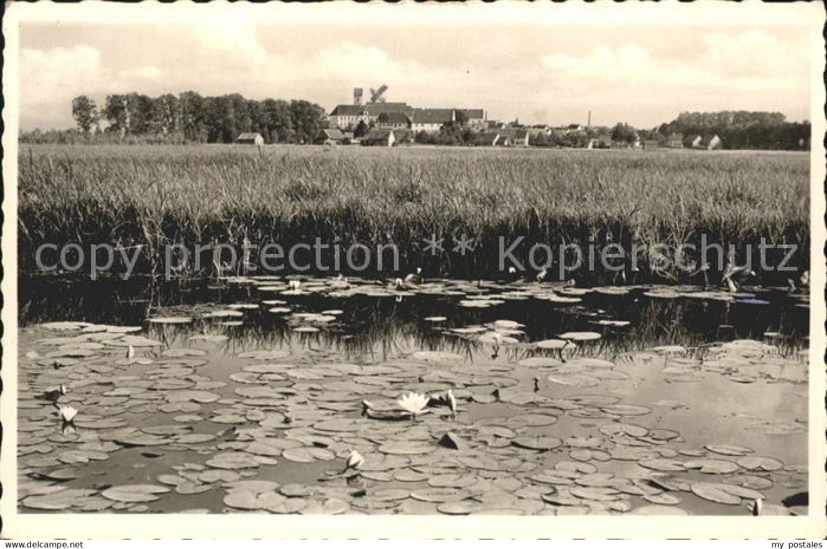 41573481 Bad Buchau Federsee See Panorama Bad Buchau - Bad Buchau