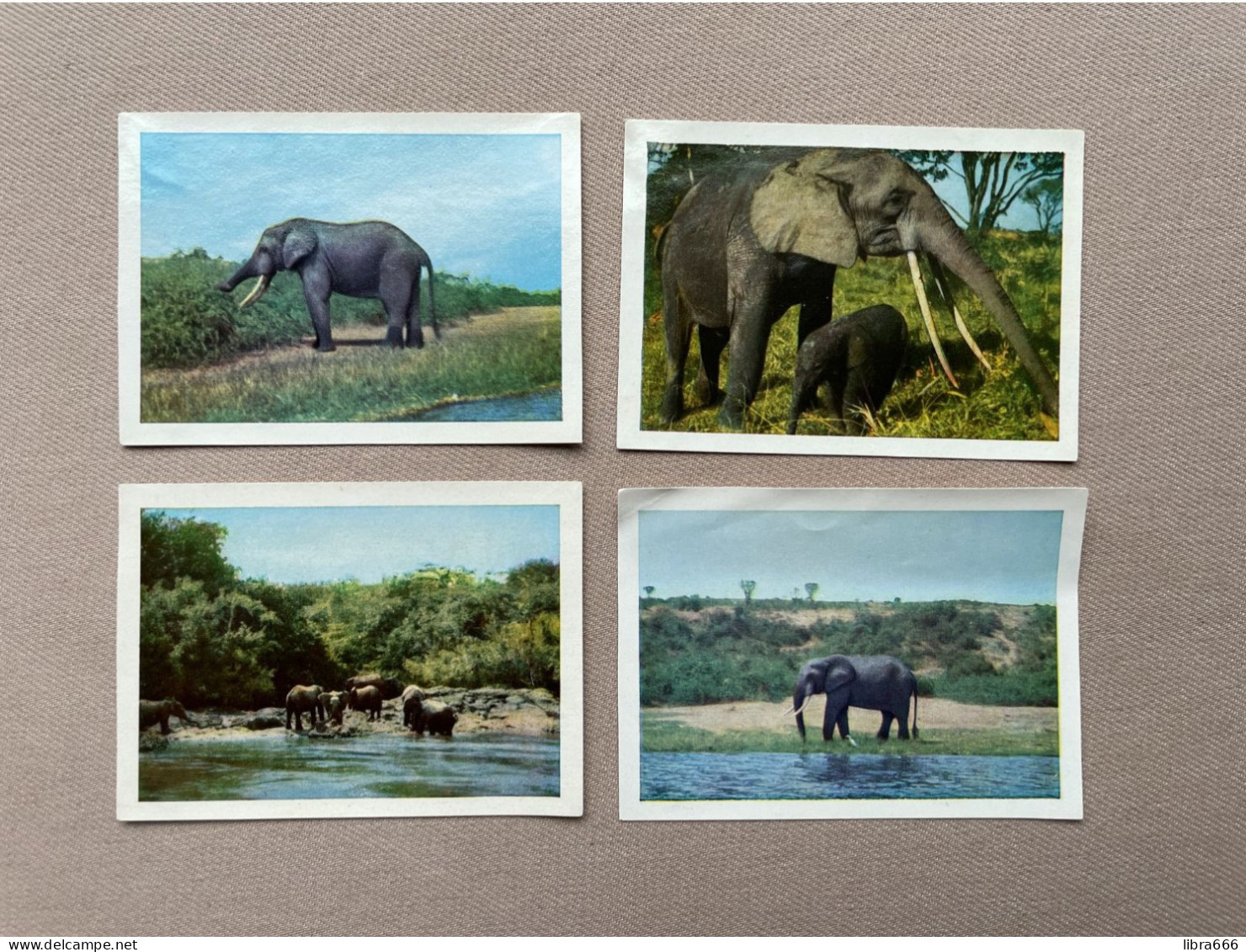 (4 X) - Côte D'Or / FAUNAFLOR CONGO (Éléphants - Olifanten) - Côte D'Or