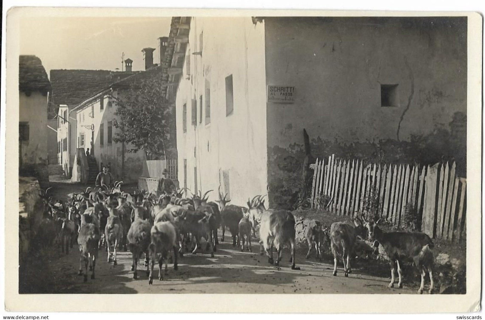 SILS: Strassenpartie Mit Ziegenherde ~1930 - Sils Im Engadin/Segl