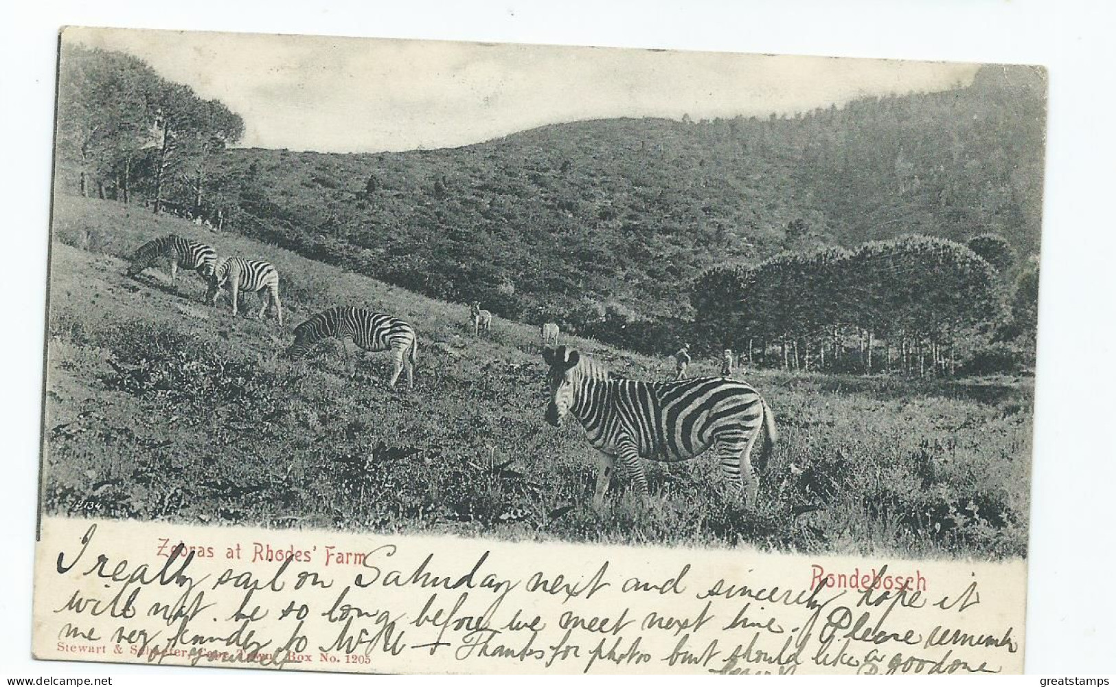 Postcard South Africa Cape Of Good Hope  Zebras At Rhodes Farm. Rondebosch Brentwood Squared Circle 1904 - Zèbres