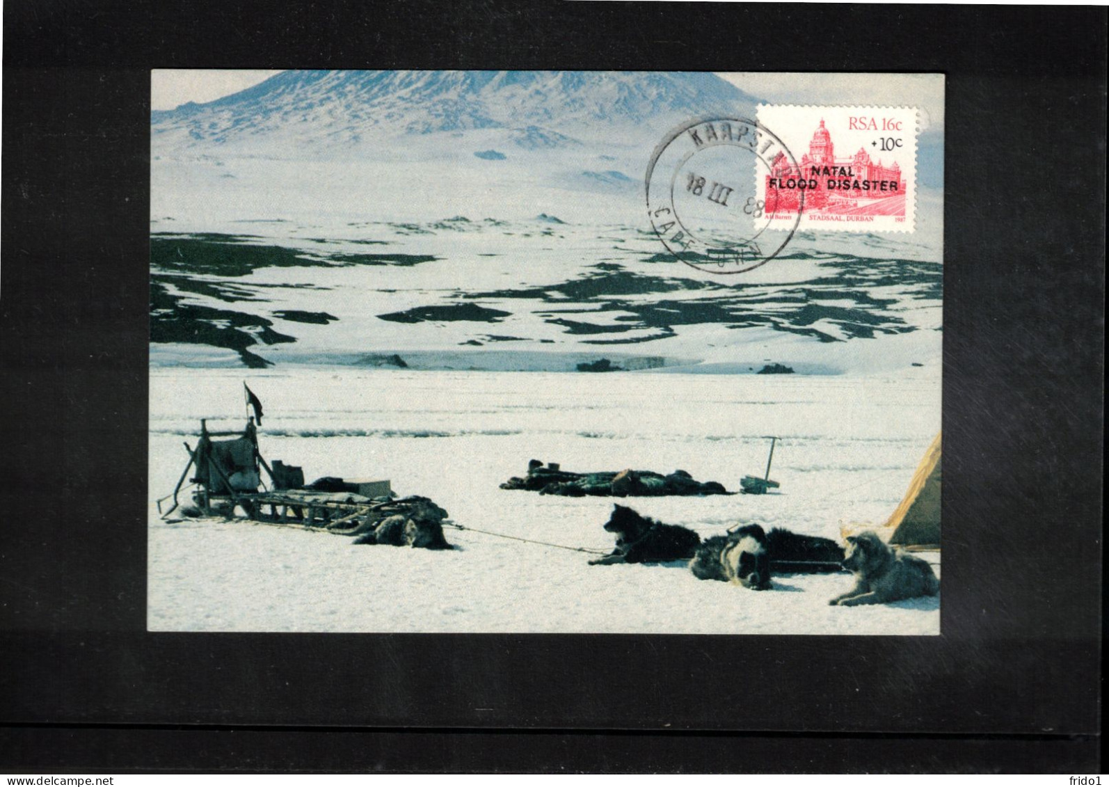 South Africa 1985 Antarctica Wildlife Interesting Postcard - Antarktischen Tierwelt