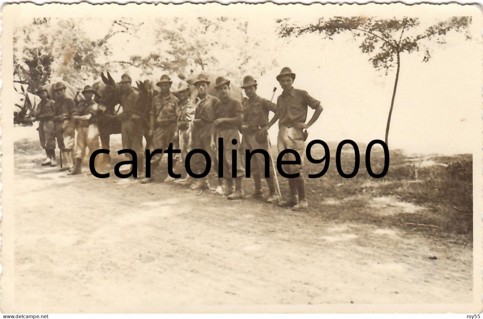 Militare Foto Cartolina Militari Veduta Di Gruppo Di Alpini E Muli Anni 30 40 (f.piccolo/foto/agfa) - Guerra 1939-45