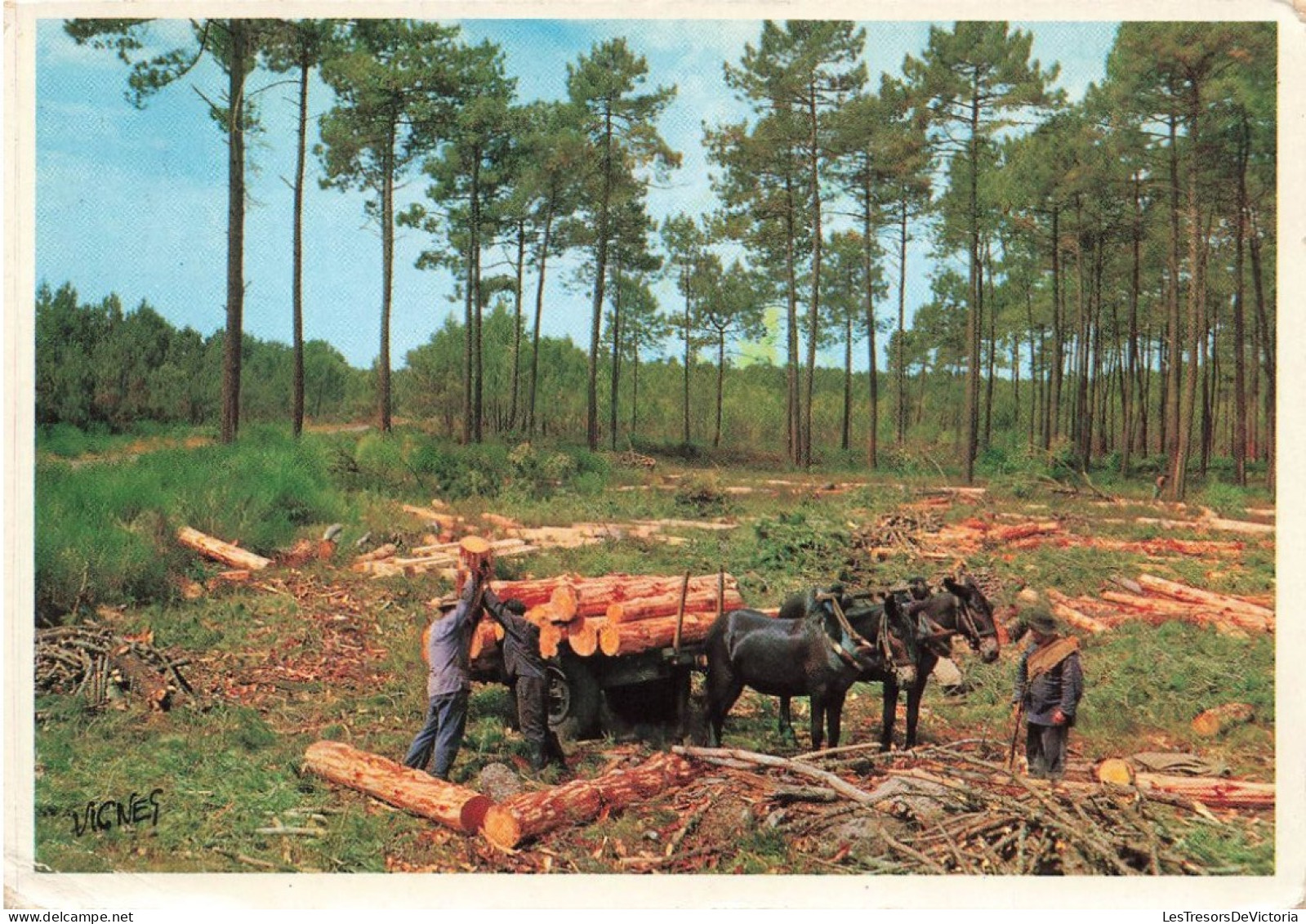 FRANCE - Landes - Visage Des Landes - Attelage De Mules Au Cœur De La Forêt De Pins - Colorisé - Carte Postale - Andere & Zonder Classificatie