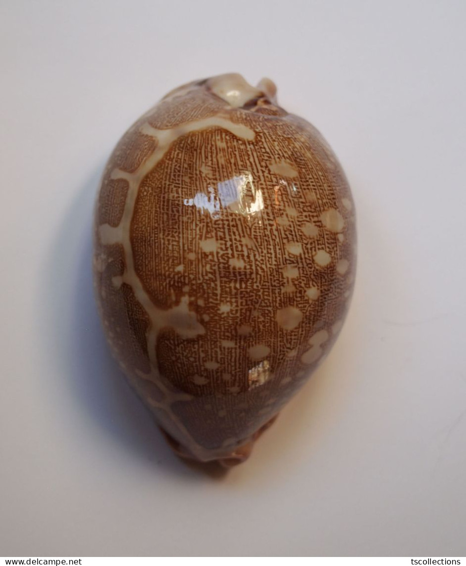 Cypraea Mappa - Coquillages