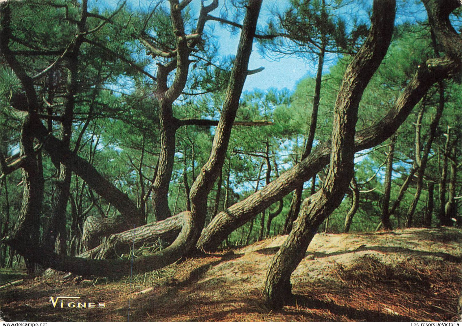 FRANCE - Landeds - Visages Des Landes - Pins Du Littoral Atlantique - Colorisé - Carte Postale - Andere & Zonder Classificatie