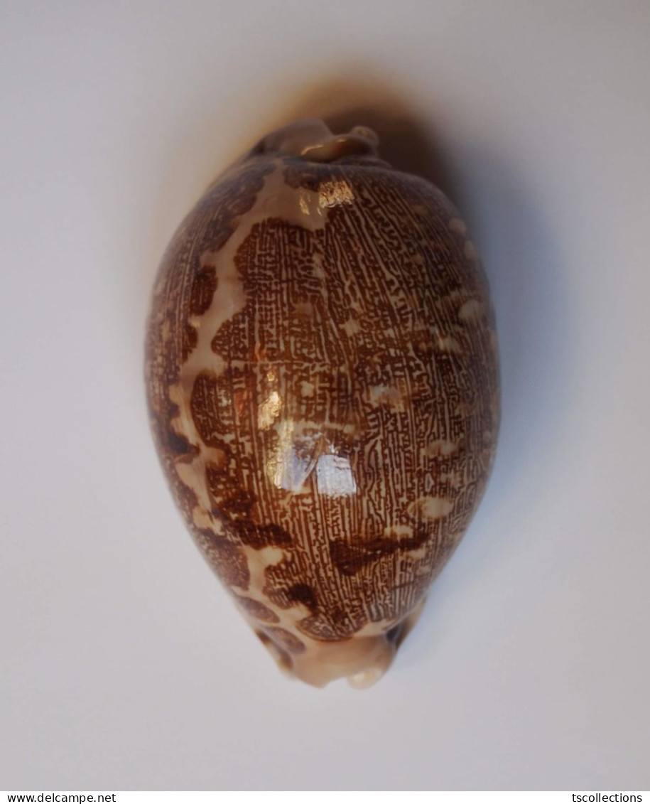 Cypraea Mappa - Seashells & Snail-shells