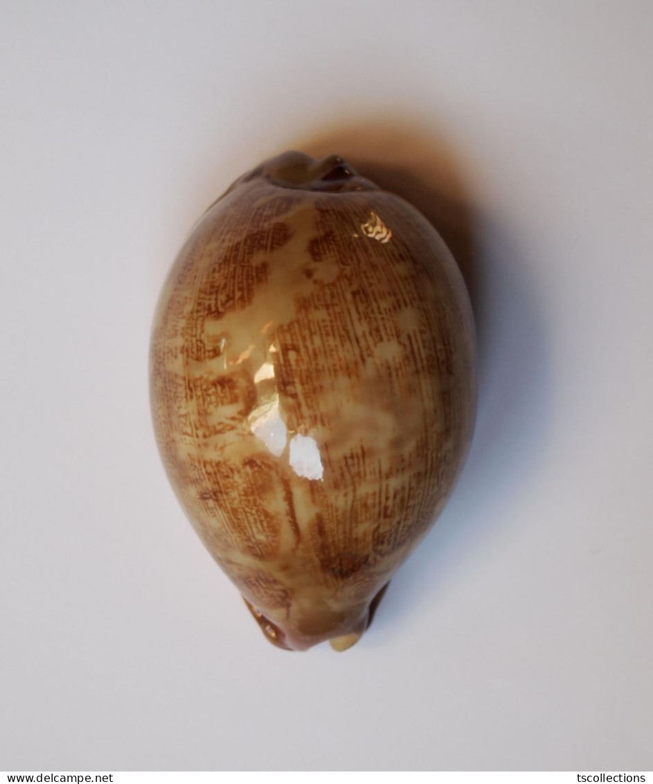 Cypraea Mappa Panerythra Verte - Seashells & Snail-shells