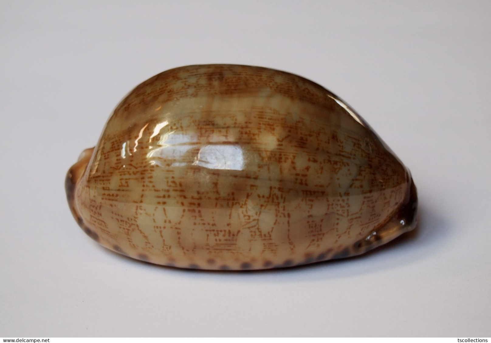 Cypraea Eglantina Verte - Schelpen