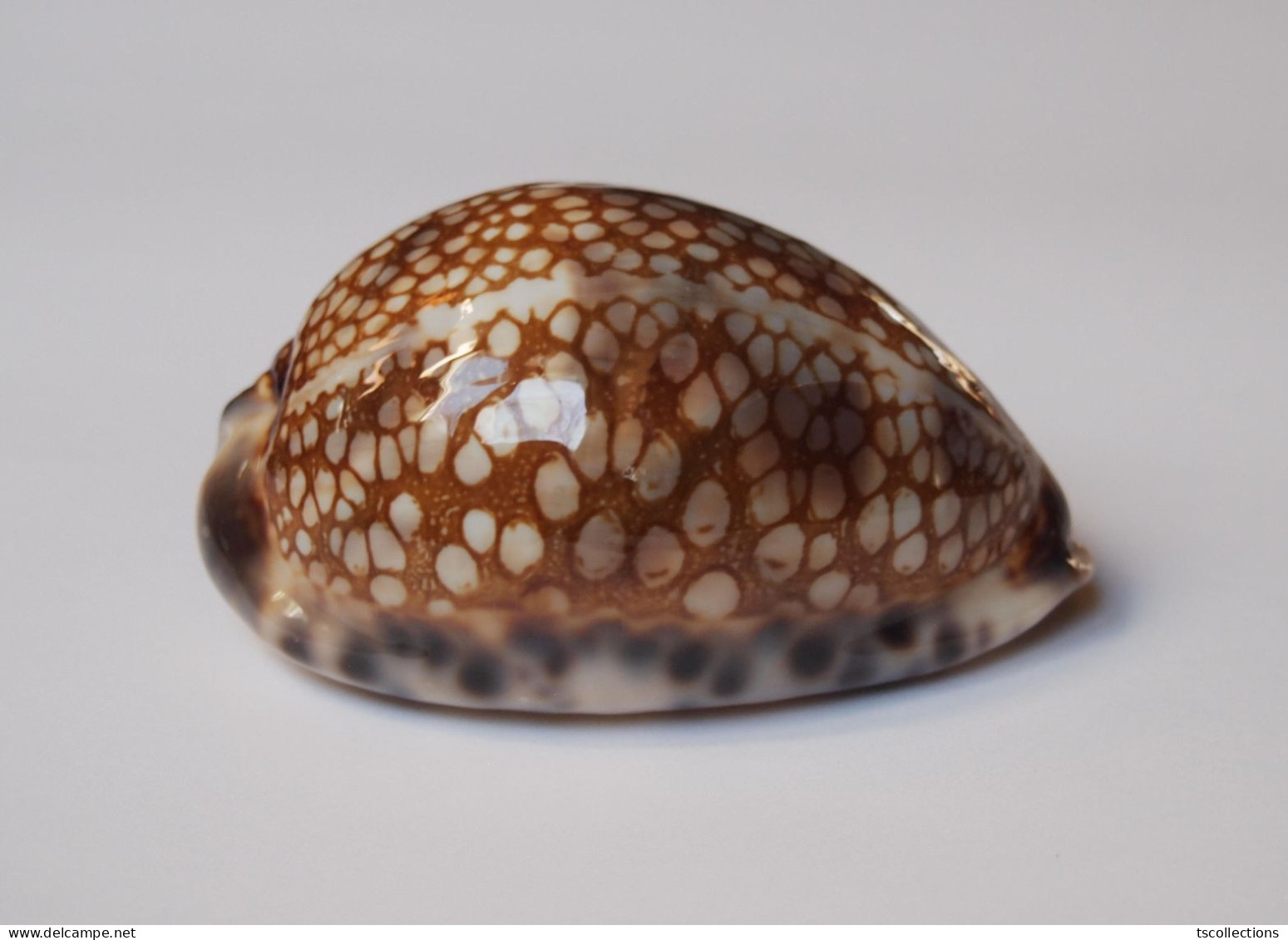 Cypraea Histrio - Seashells & Snail-shells